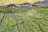 Workshop De kleurige landschappen van van Gogh